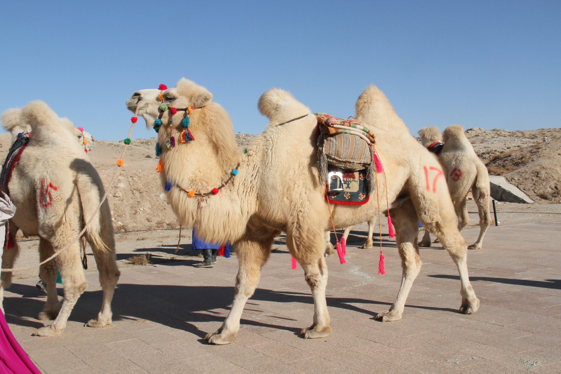 1682416829167520.jpg IMG_7238.JPG