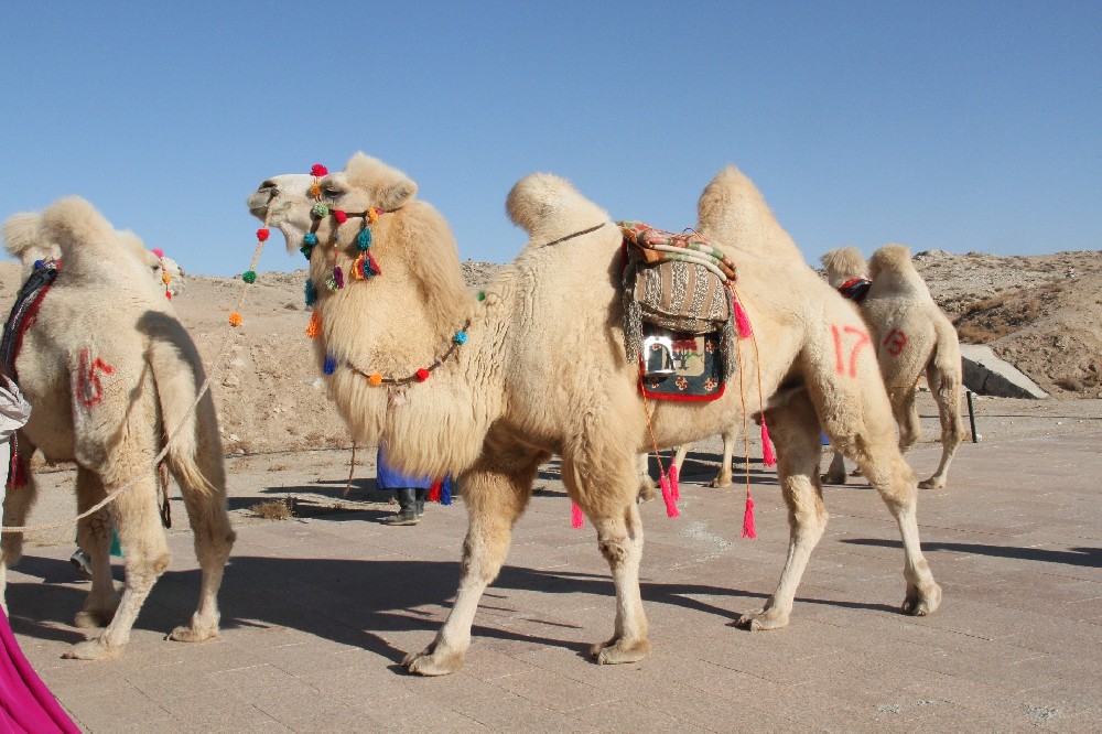 1687319390757300.jpg IMG_7238.JPG